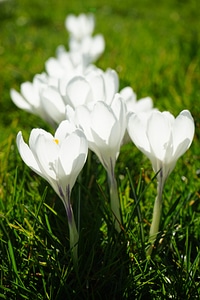 Spring frühlingsblüher white photo