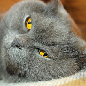 Pet fluffy cat grey cat photo