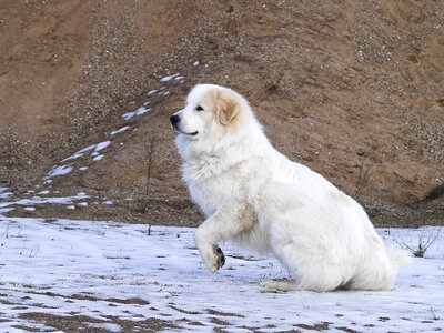 Animal dog out