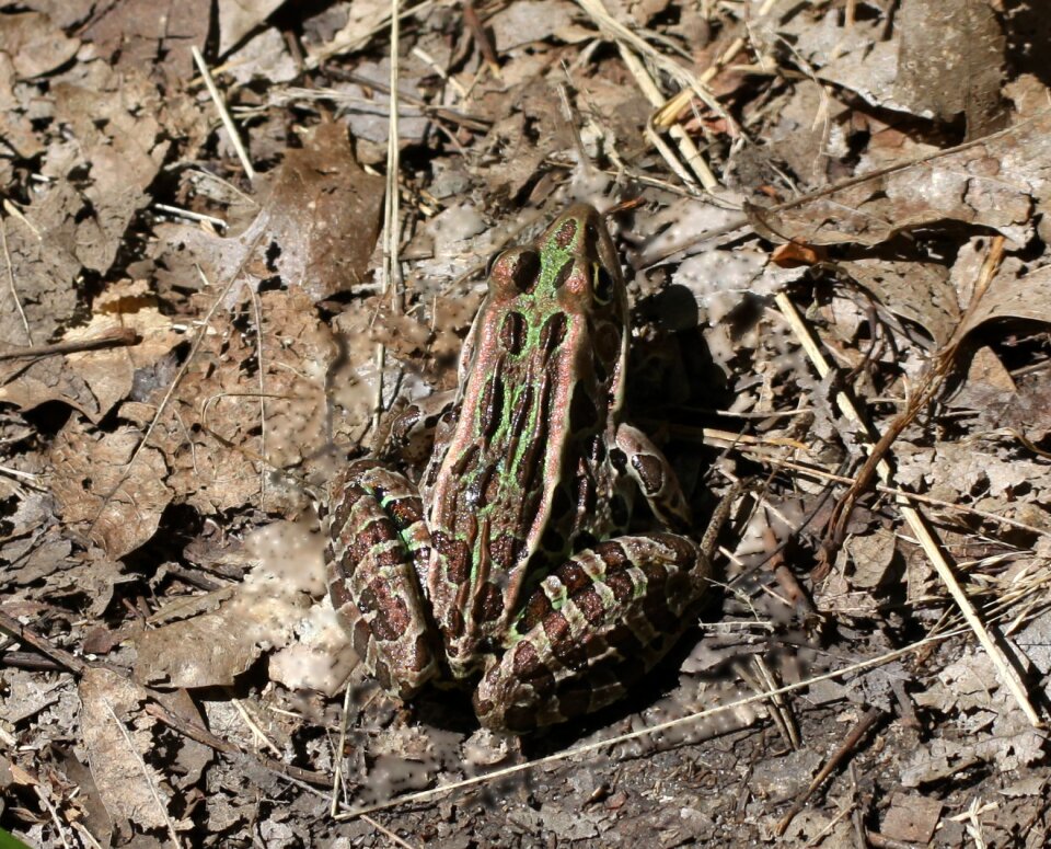 Northern leopard frog copper green