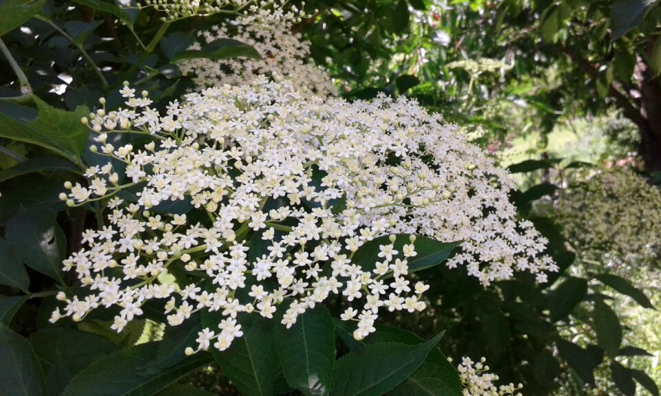 Garden flower white