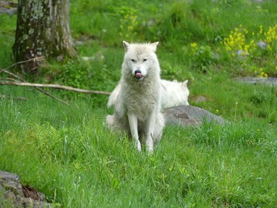 Animal wildlife