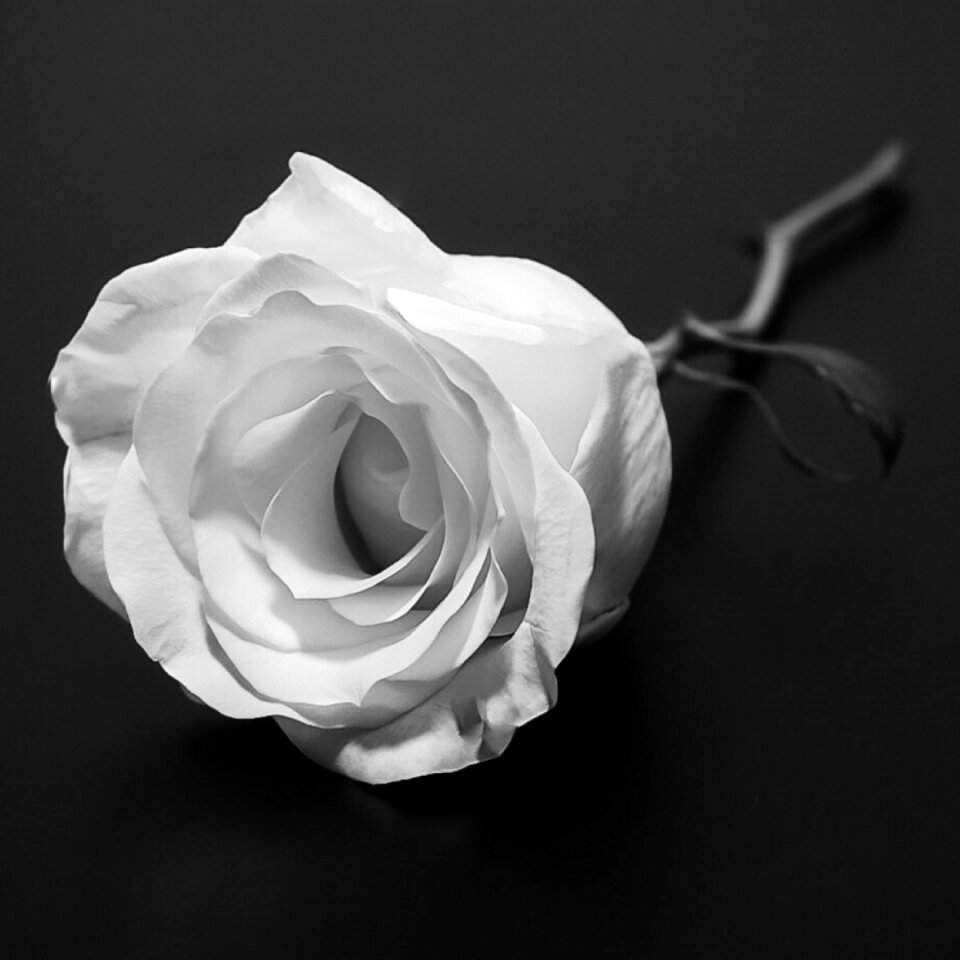 Beauty bloom blossom