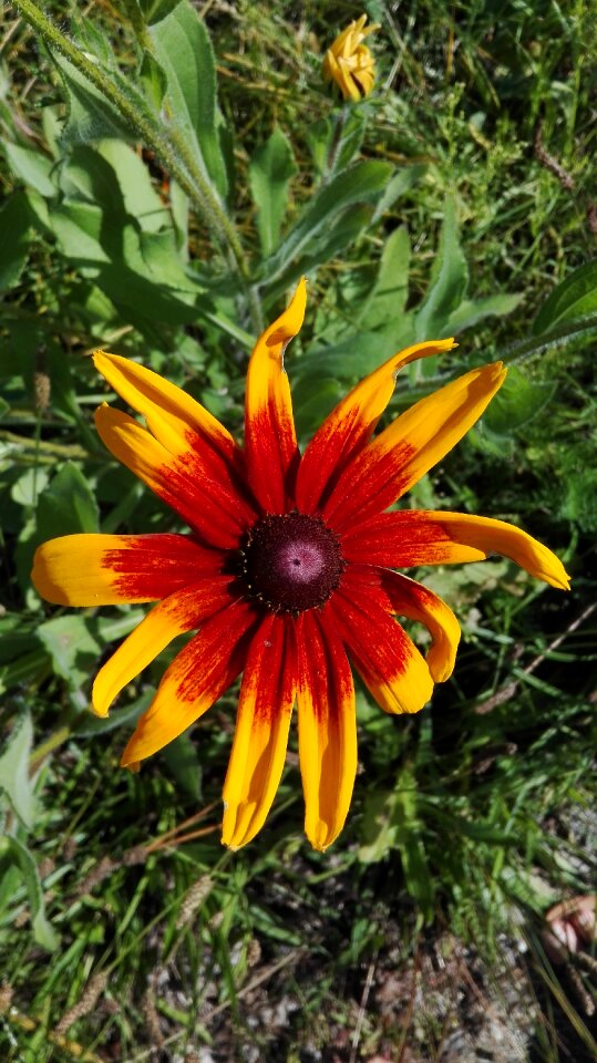 Nature plants summer august