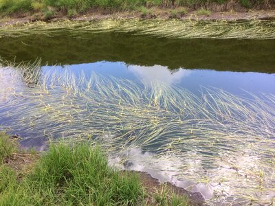 Pools mirroring biotope