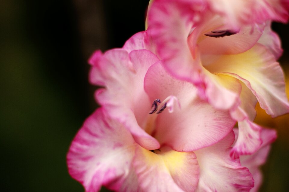 Pink flower plant summer