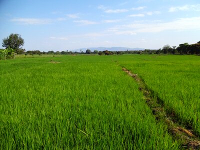 Tanzania moshi chekereni green rice photo