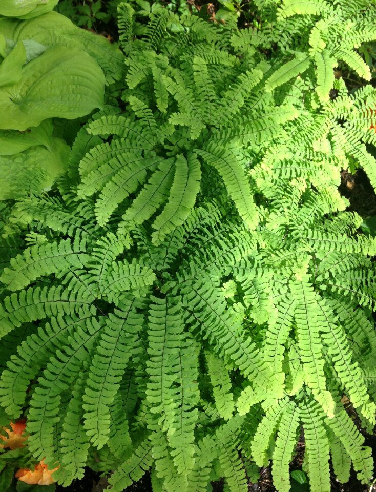 Texture green leaf