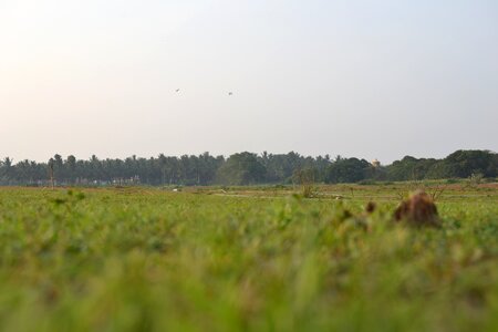 Green sky grassland photo