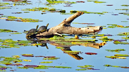 Water pond wildlife