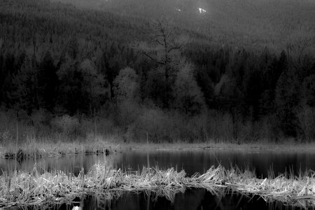 Landscape forest mountain