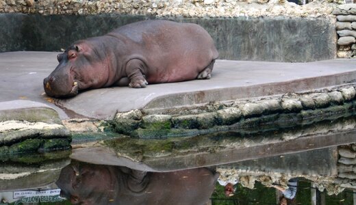 Hippopotamus africa safari photo