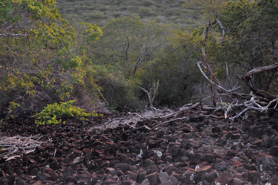 Black source volcanic