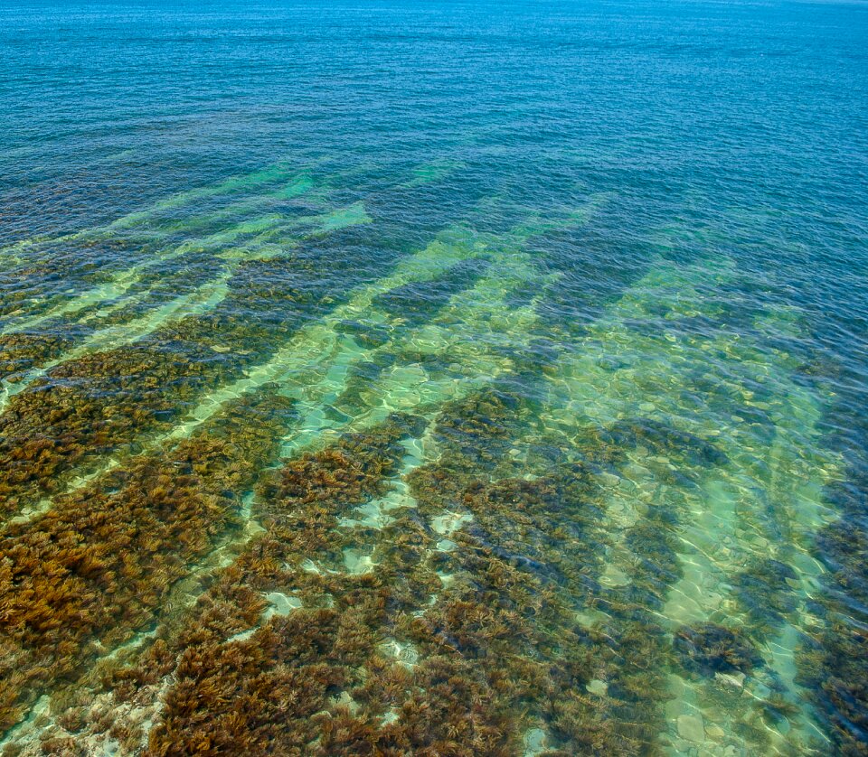 Weed black sea marine