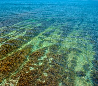 Weed black sea marine