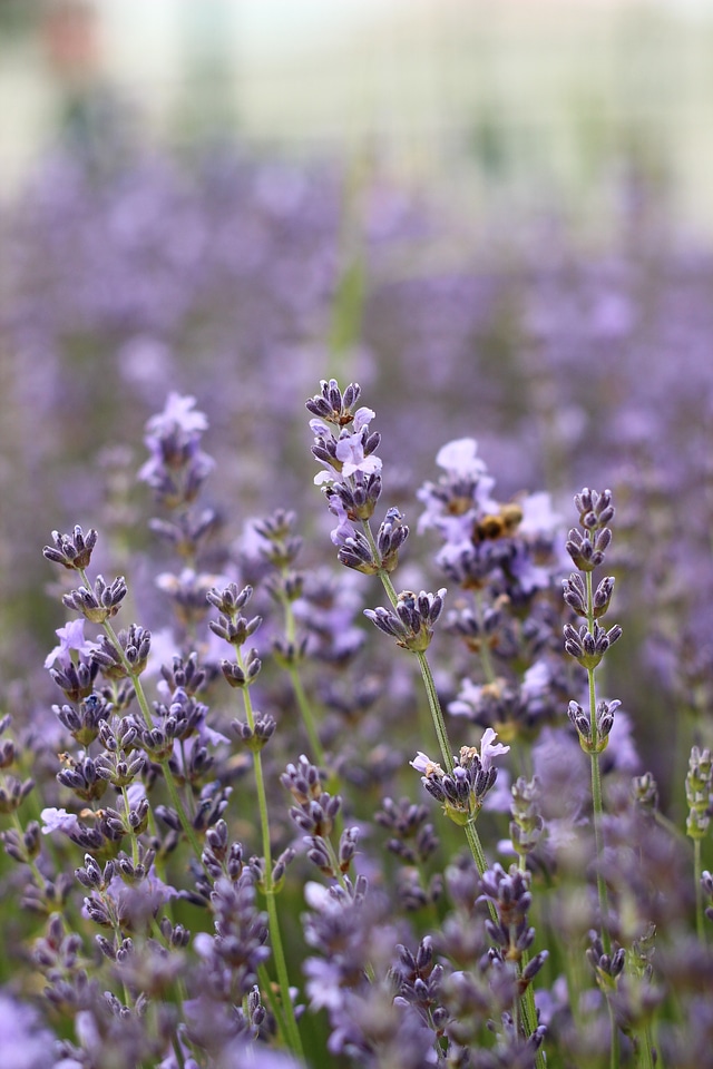 Flower purple summer