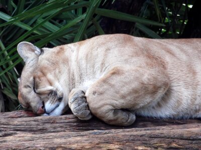 Puma feline sleep photo