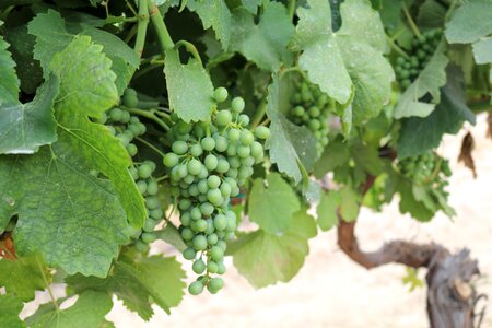 Syrah grapes grape vine