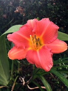 Flower garden outdoors gardening