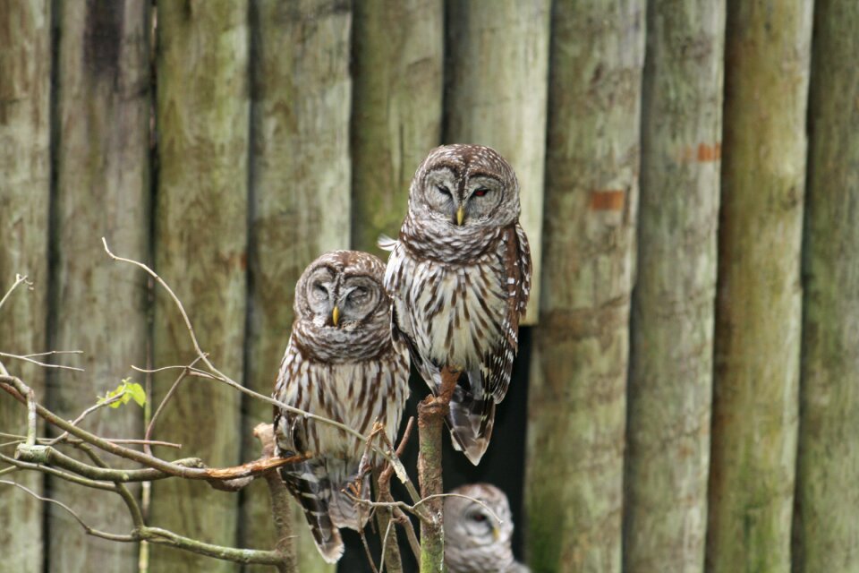Bird animal nature