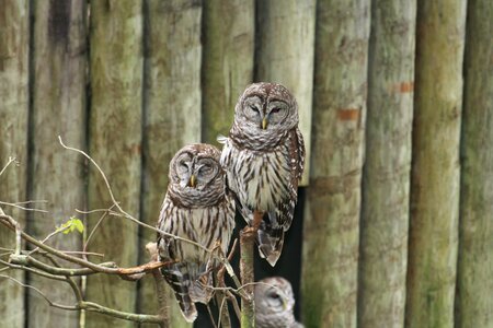 Bird animal nature