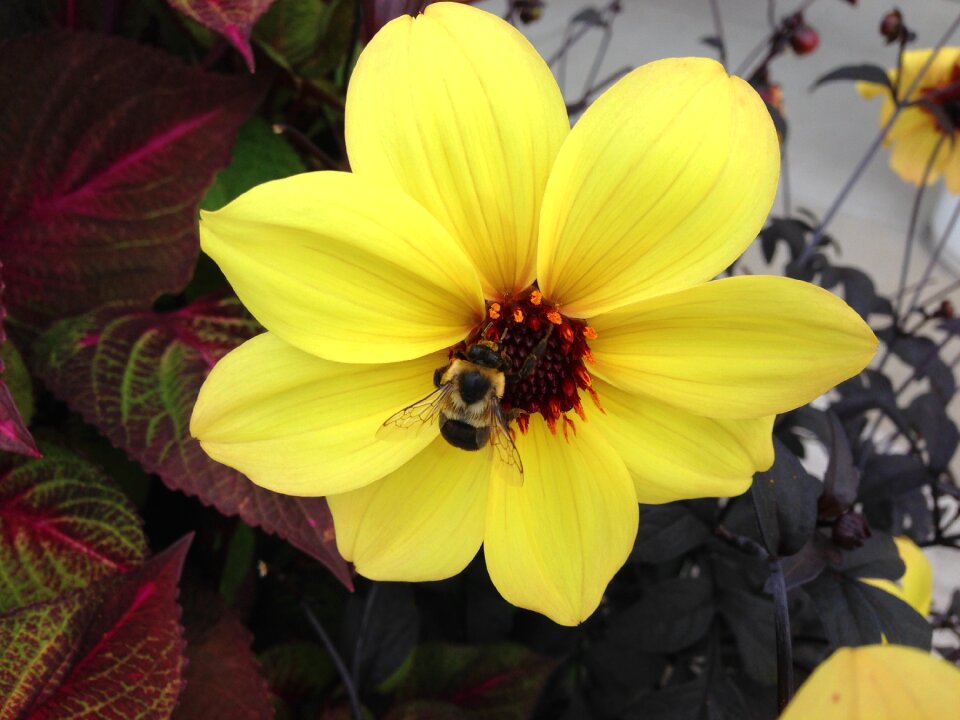 Yellow flower