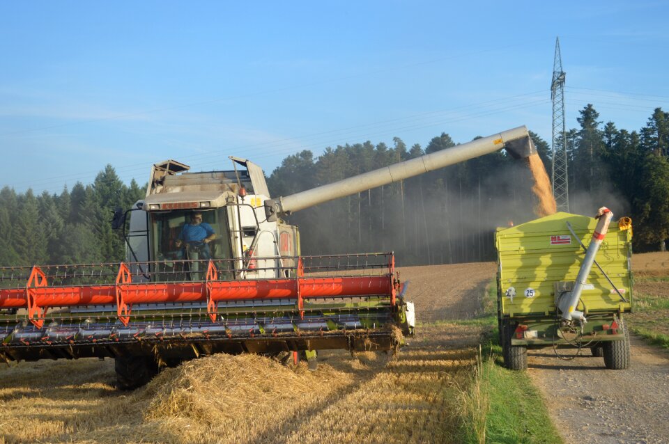 Field straw autumn