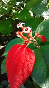 Blooming plant spring