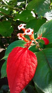 Blooming plant spring photo