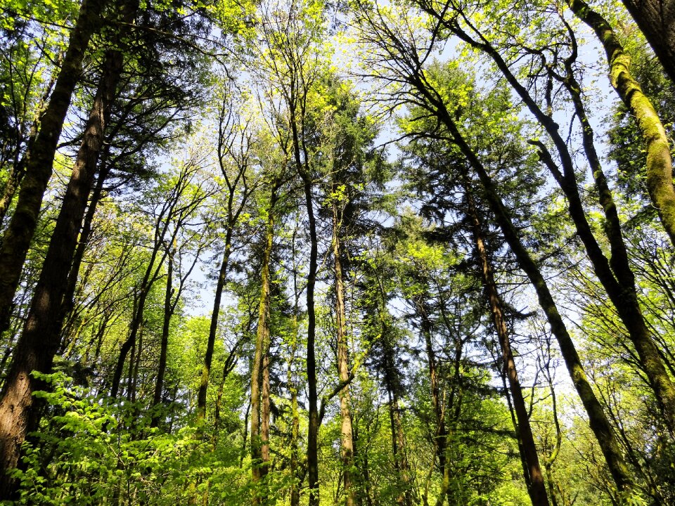 Landscape summer forest