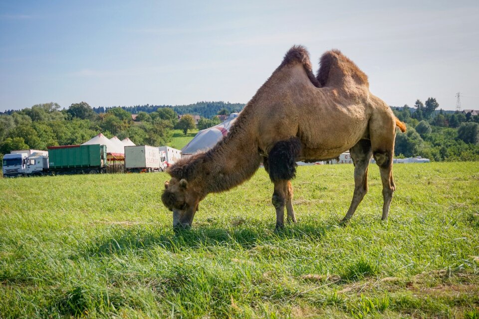 Machine circus animal meadow