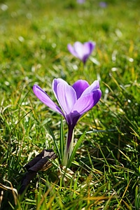 Spring frühlingsblüher violet photo