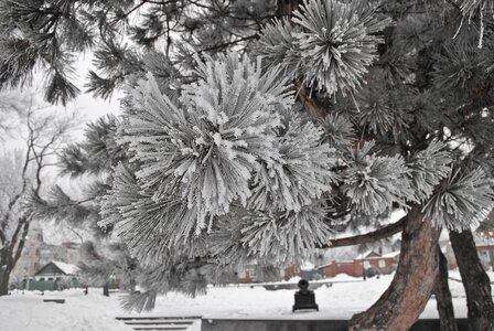 Trees efi snow