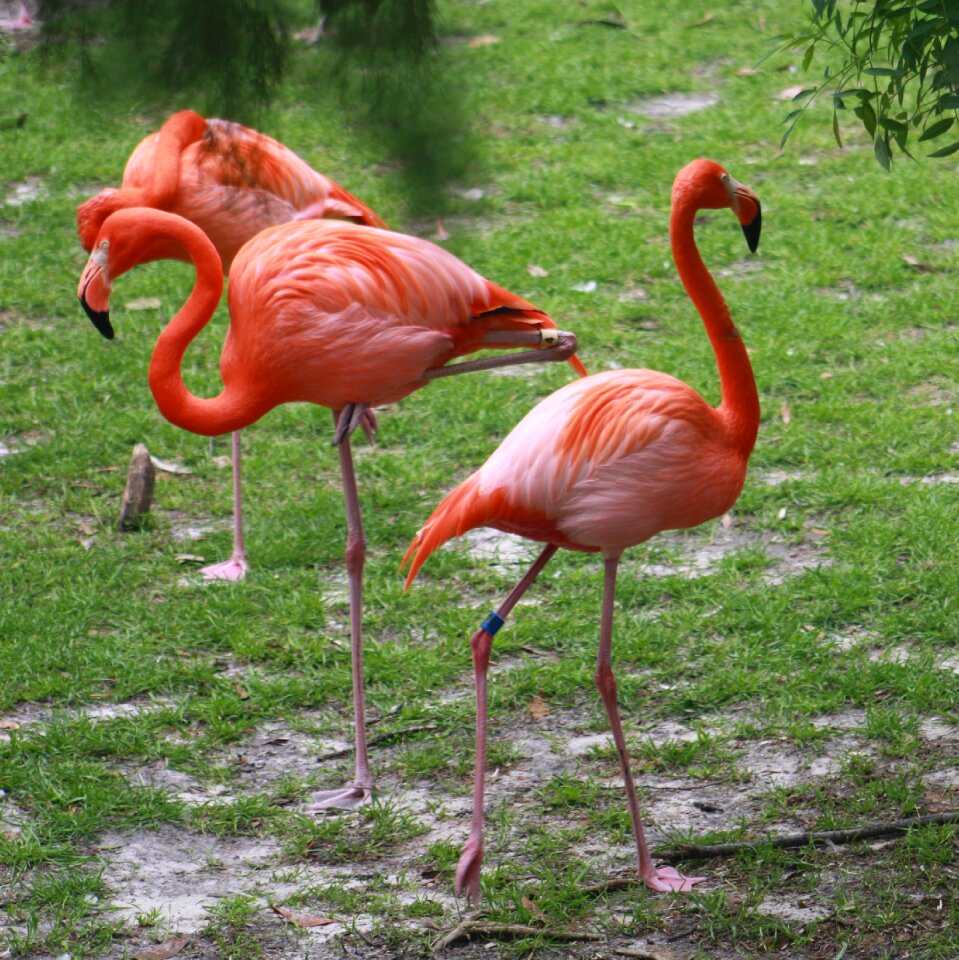 Bird nature tropical