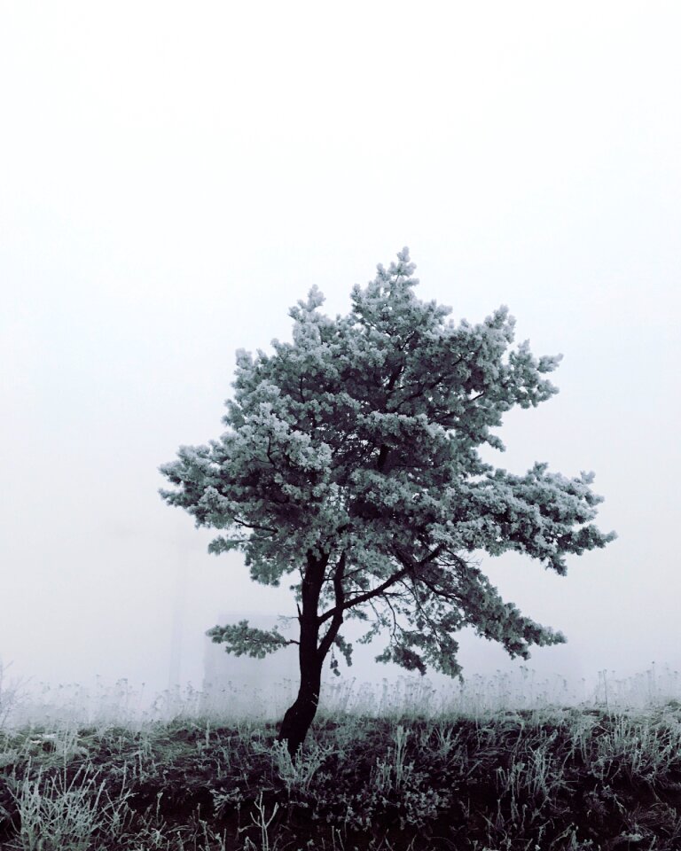Evening the fog lone tree