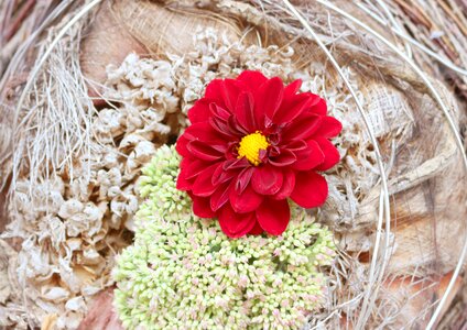 Large blooms red decoration