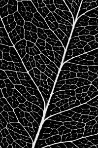 Veins pattern flora