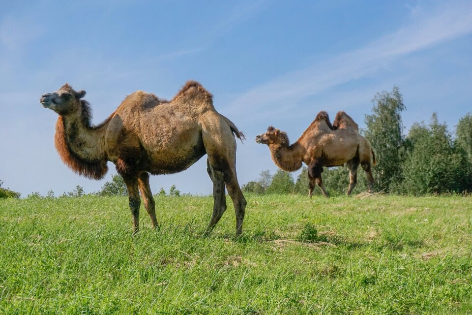 Circus animals animal meadow