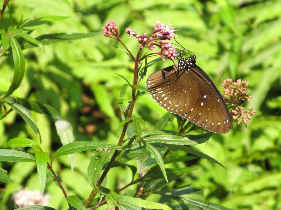 Flowers collecting nectar travel
