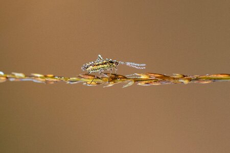 Morgentau macro close up photo