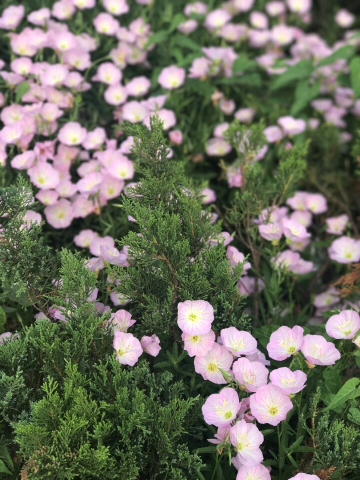 Bloom field fresh