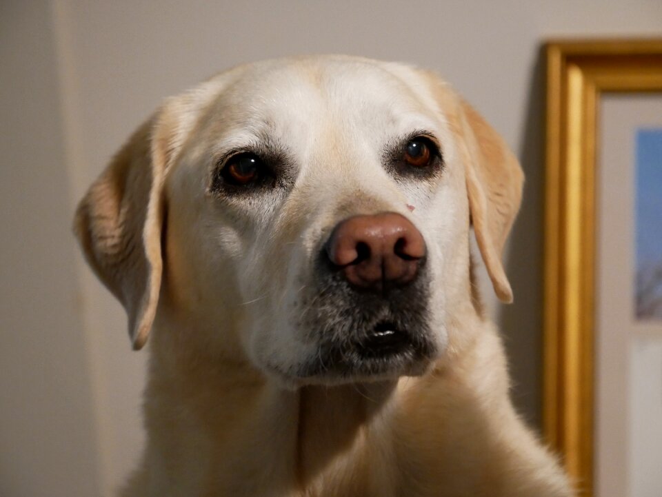 Dog pet