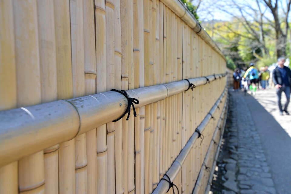 Bamboo wall wall trails photo