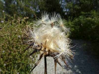 Milk thistle seeds silybum marianum seeds silybum seeds