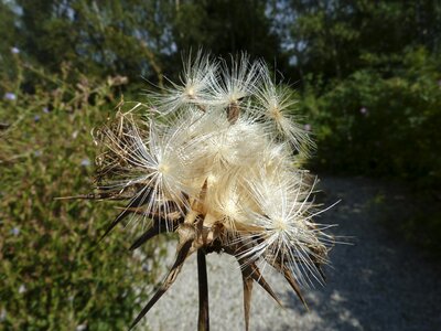 Milk thistle seeds silybum marianum seeds silybum seeds photo