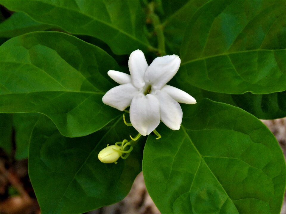 Green vine garden