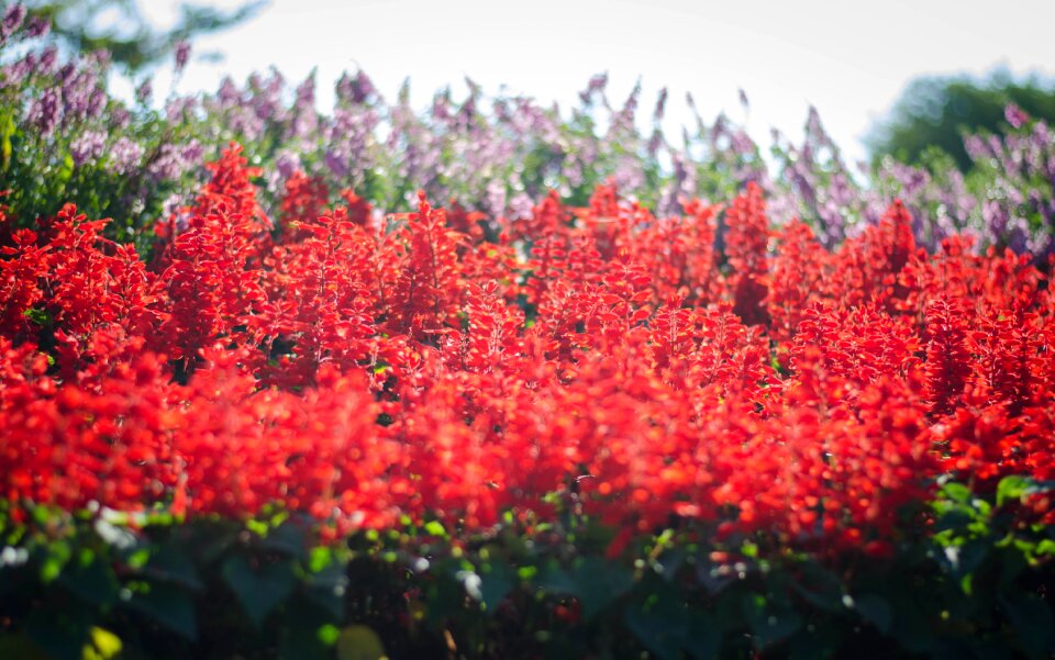 Garden fresh summer flower