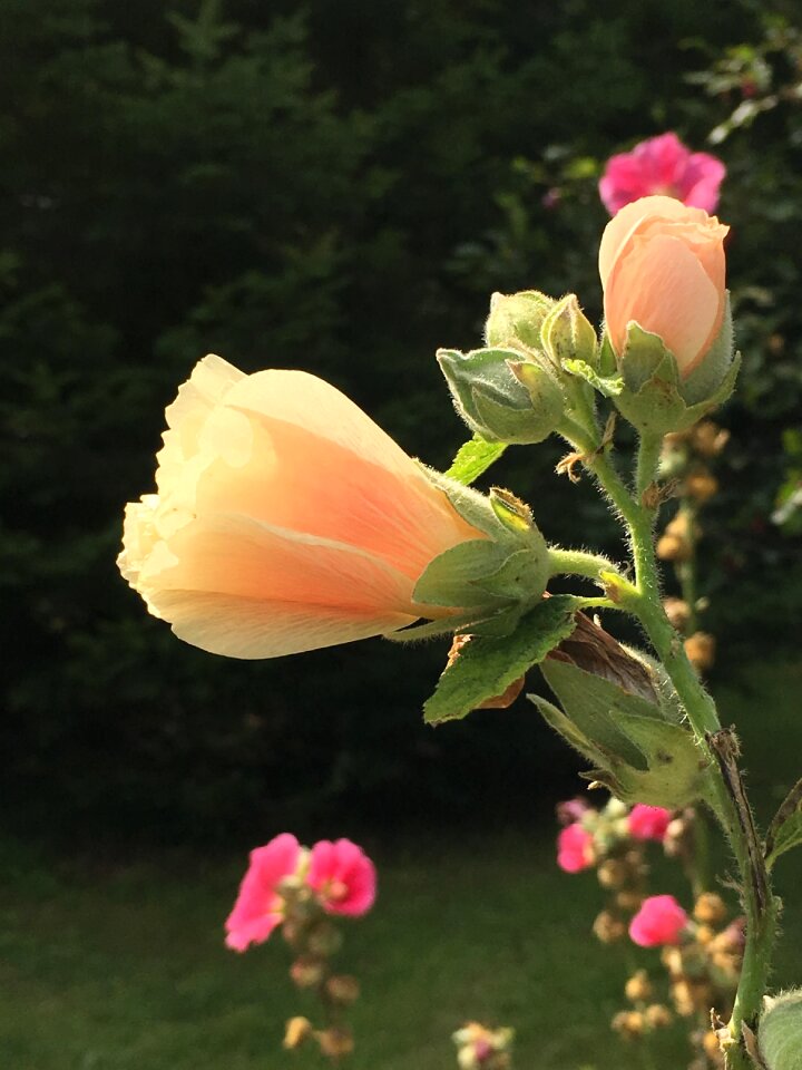 Pink garden summer