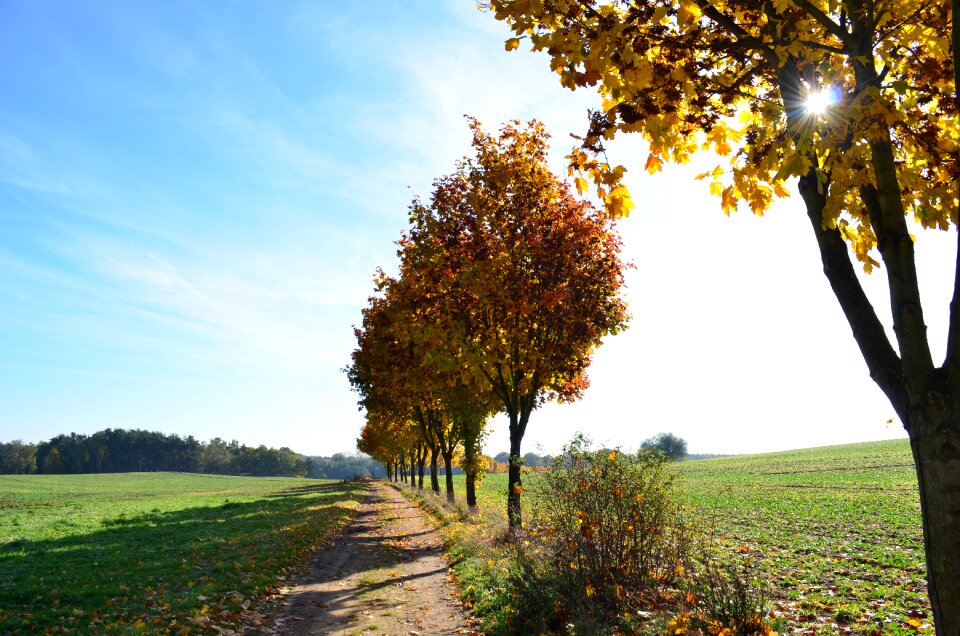 Away tree lined avenue nature