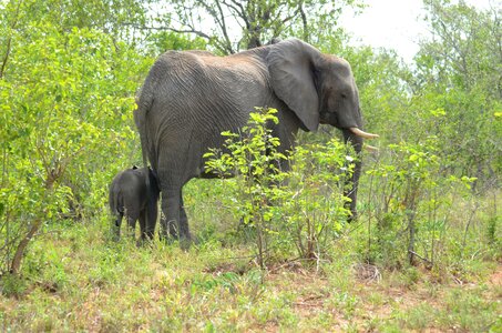 Safari reserve wildlife
